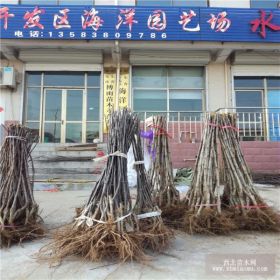 农户直销红肉苹果 嫁接红肉苹果多少钱 包邮价格