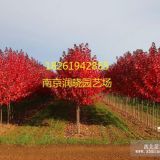 美國紅楓誠心價格美國紅楓厚實報價