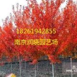 查詢北美紅櫟價格參考南京北美紅櫟市場報價