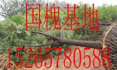 10厘米国槐价格哪里低