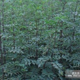 狮子头花椒苗密植技术=花椒苗每亩种植220株