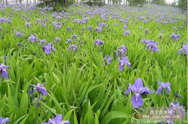 鸢尾花