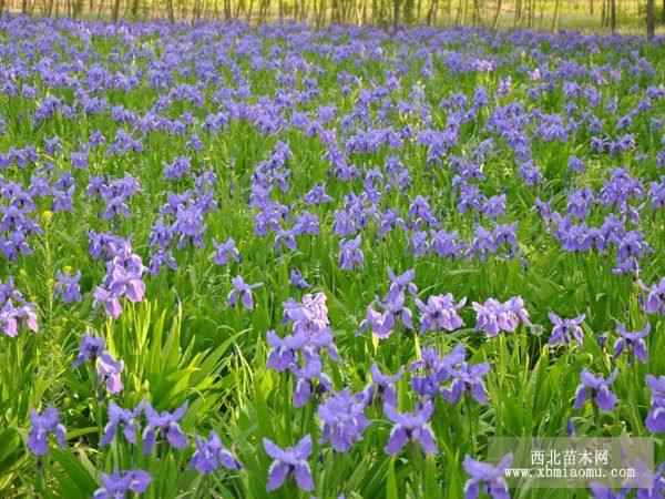 鸢尾花