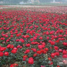 山东大花月季红帽子月季丰花月季基地|山东丰花月季价格