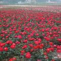 山東大花月季紅帽子月季豐花月季基地|山東豐花月季價(jià)格