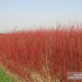 山東紅瑞木|青州紅瑞木