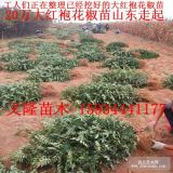 花椒苗基地花椒苗批发！！！《花椒苗基地花椒苗批发》