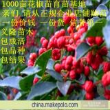 花椒苗=花椒苗價格=大紅袍花椒苗價格