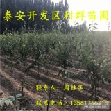 山东杏树苗 山东杏树苗基地 山东杏树苗价格多少