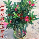 批發(fā)四季紅山茶—杜鵑紅山茶花基地