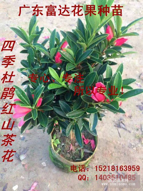 杜鹃红山茶花