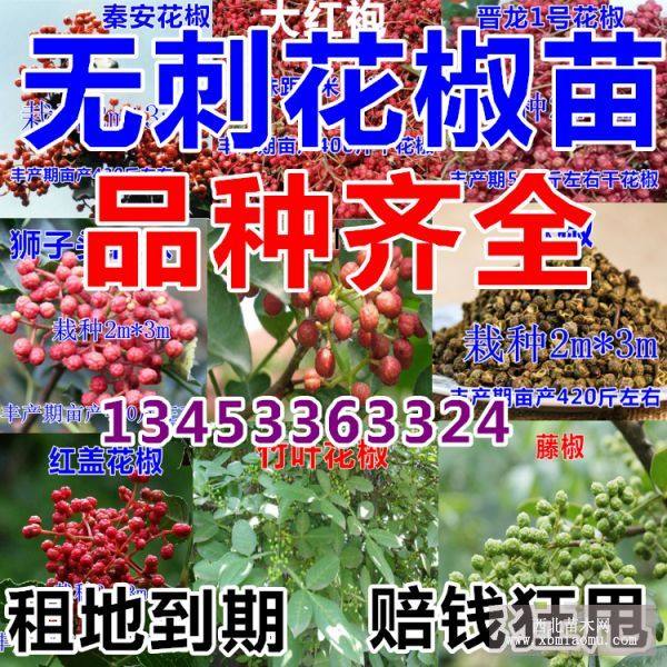 花椒苗 大红袍花椒苗