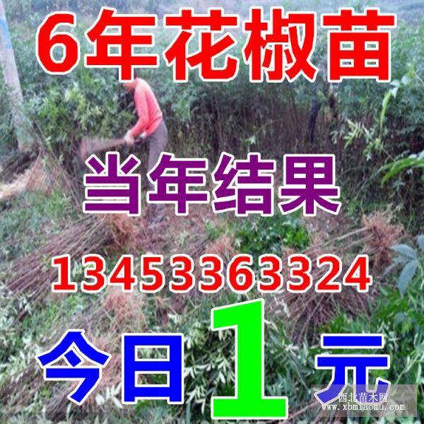 花椒苗 大红袍花椒苗