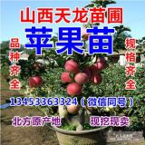 蘋果苗 紅富士蘋果苗 山西蘋果苗 矮化蘋果苗