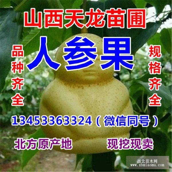 苹果苗 红富士苹果苗