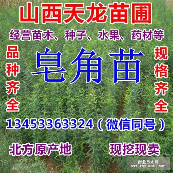 五角枫 山西五角枫苗