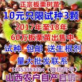 板栗苗 当年板栗苗  山西板栗苗 便宜处理板栗苗