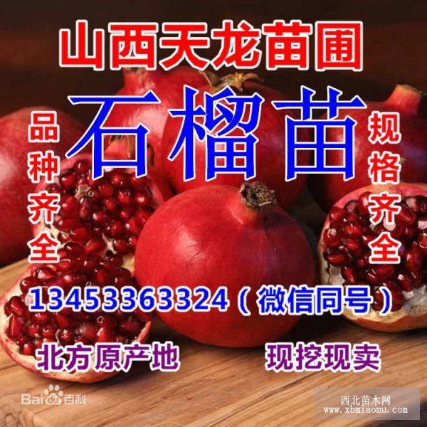 软枣苗 君迁子苗