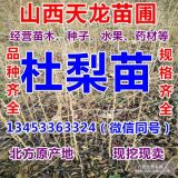 杜梨苗 山西杜梨苗 杜梨苗 杜梨苗 梨樹實(shí)生苗