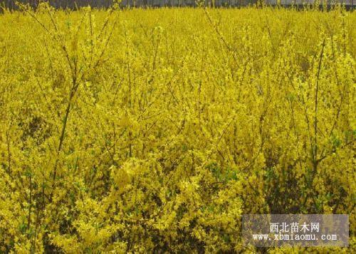 药用连翘苗价格