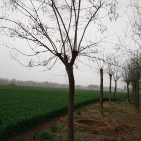 国槐基地国槐种植基地国槐树基地