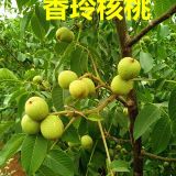 2017年核桃苗價(jià)格行情預(yù)測