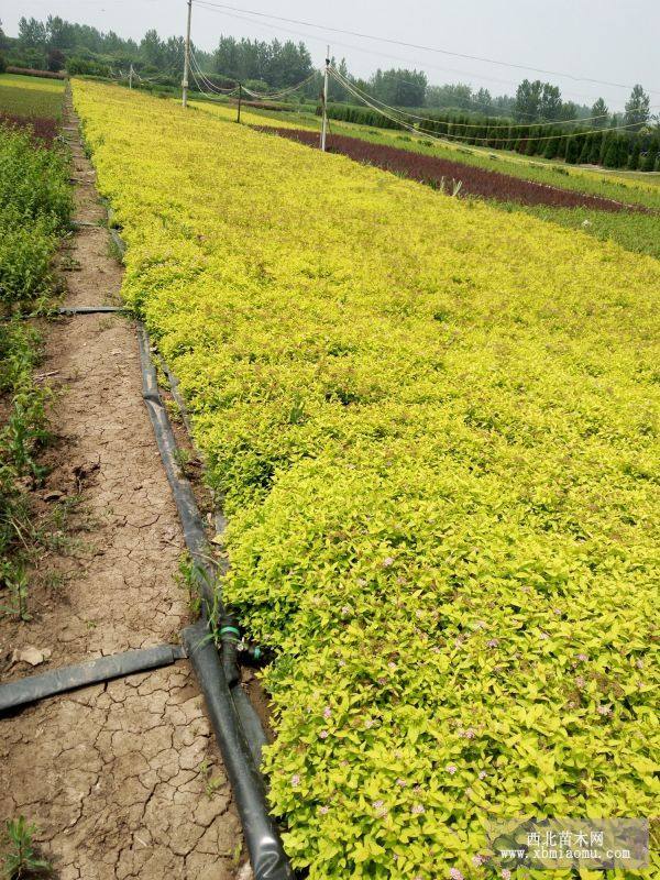 金山繡線菊