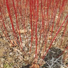 薔薇、平枝栒子、紅瑞木