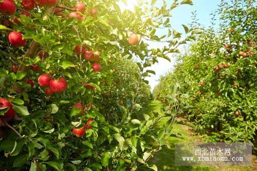 8公分苹果树价格