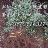 供應(yīng)紅葉小檗40公分價(jià)格