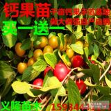 鈣果苗價(jià)格！??！《鈣果苗價(jià)格》