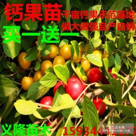 钙果苗价格！！！《钙果苗价格》