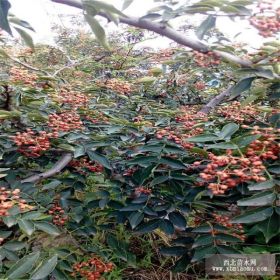 花椒苗基地 大红袍花椒苗价格多少