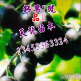 鈣果苗3號(hào)鈣果苗4號(hào)鈣果苗5號(hào)鈣果苗歐李苗山西鈣果苗