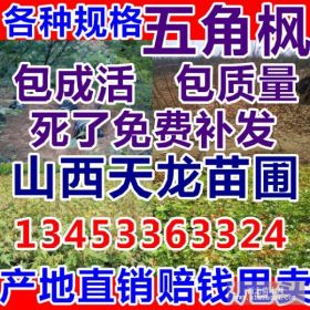 五角枫 五角枫 当年五角枫 0.6cm五角枫 1cm五角枫