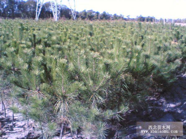 油松树苗