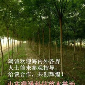 13公分法桐价格怎么办