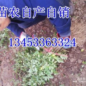 花椒树苗 山西花椒苗 大红袍花椒苗 无刺花椒苗 狮子头花椒苗