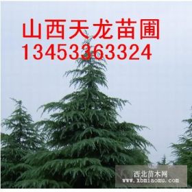 雪松 白皮松 华山松 国槐 刺槐  山楂树 柿子树