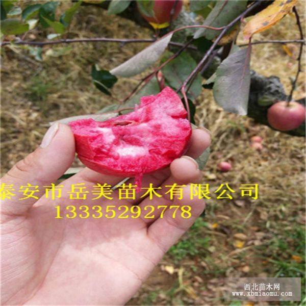 新嘎啦苹果树苗