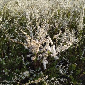 大量供应绿化苗木高50-120珍珠绣线菊.