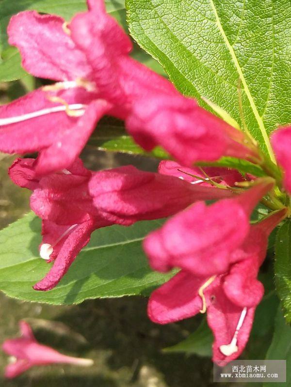 紅花王子錦帶