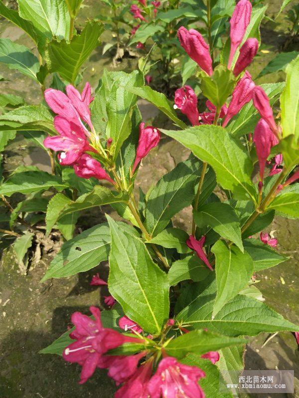 紅花王子錦帶