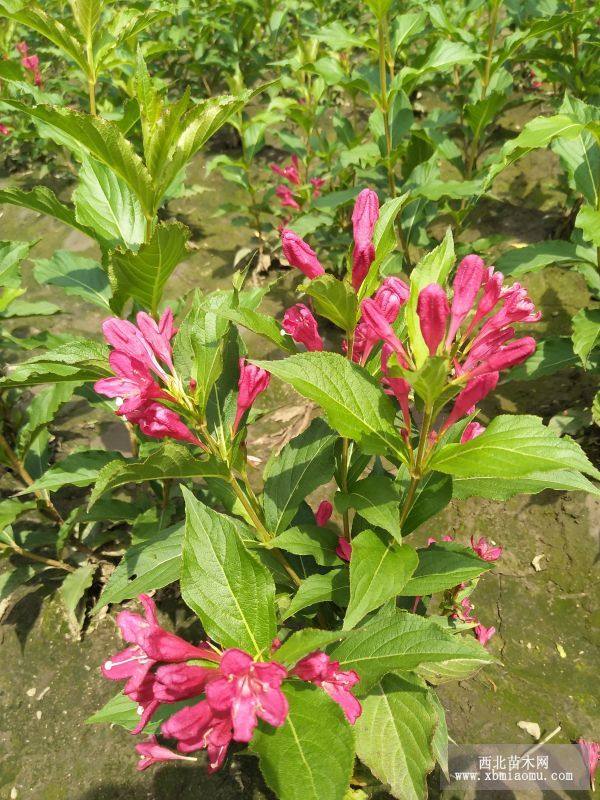 紅花王子錦帶