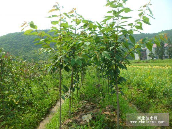 池州櫻花基地的櫻花苗