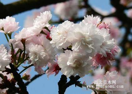 黃山櫻花基地的櫻花苗