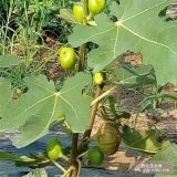 大青皮无花果苗产量多大 玛斯义陶芬无花果苗种植前景