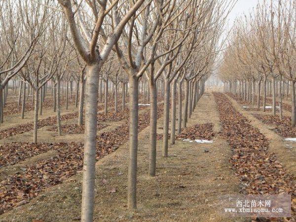 阜陽櫻花基地的櫻花苗