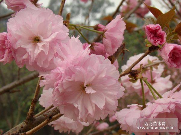 合肥红紫基地的樱花苗