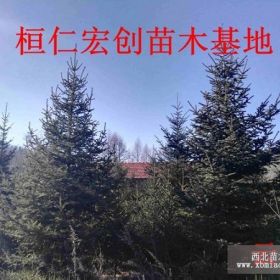 云杉树价格、东北云杉基地、辽宁云杉